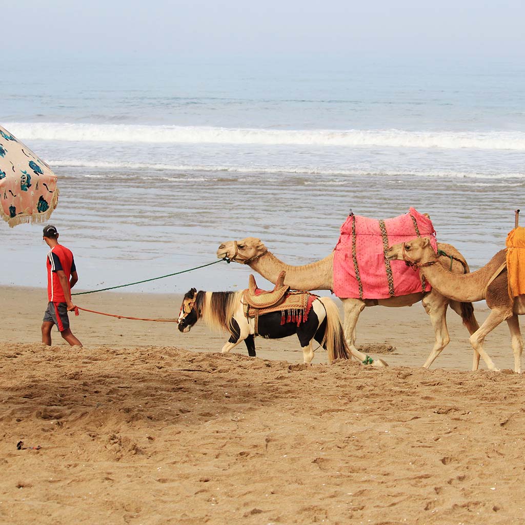 Surf Coaching Trips 2025